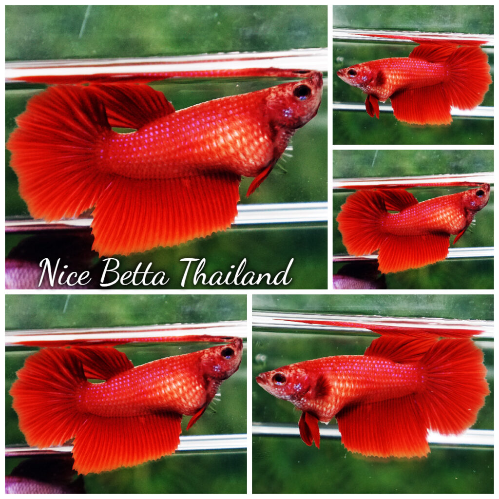 Betta fish Female HM Deep Clean Super Red - nicebettathailand.com
