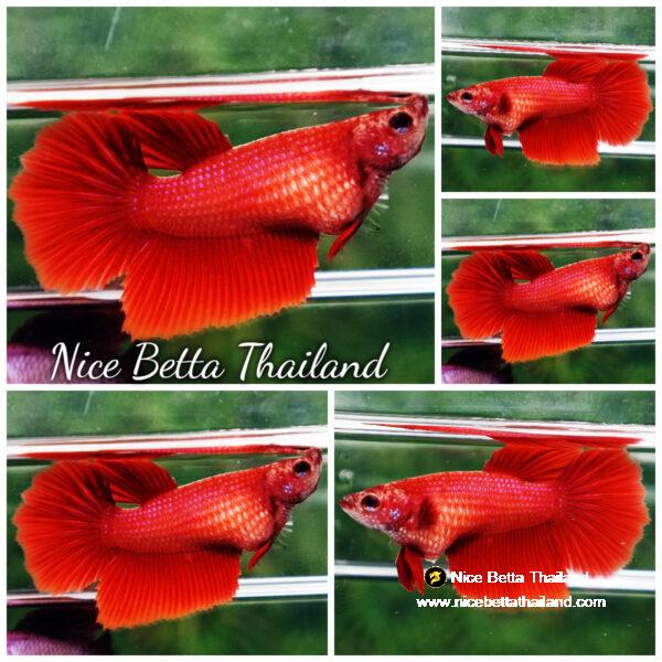 Betta fish Female HM Deep Clean Super Red