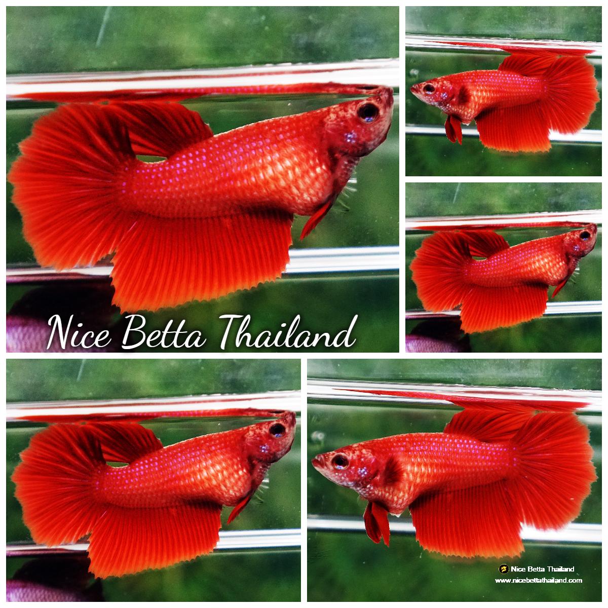 Betta fish Female HM Deep Clean Super Red - nicebettathailand.com