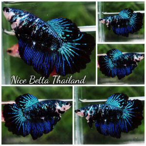 Betta fish Female HM Dark Blue Avatar Rosetail