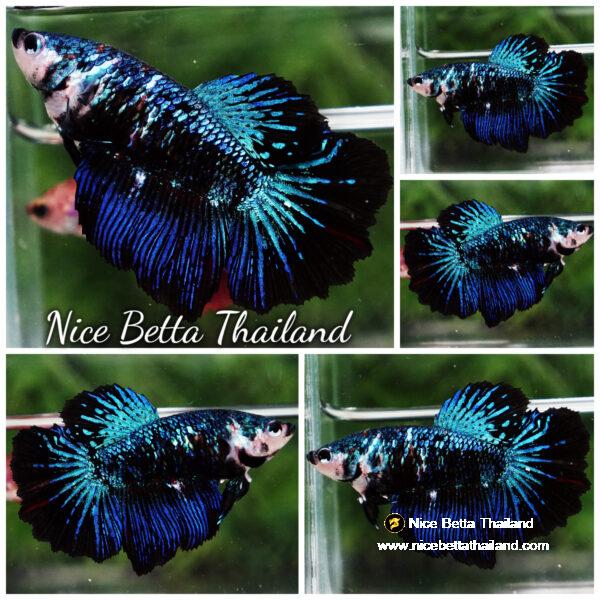 Betta fish Female HM Dark Blue Avatar Rosetail