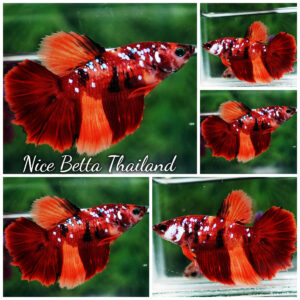 Betta fish Female HM Nemo Star