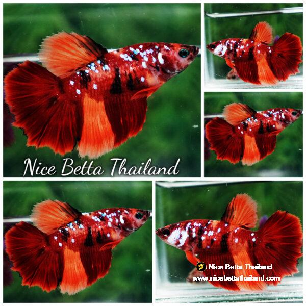 Betta fish Female HM Nemo Star