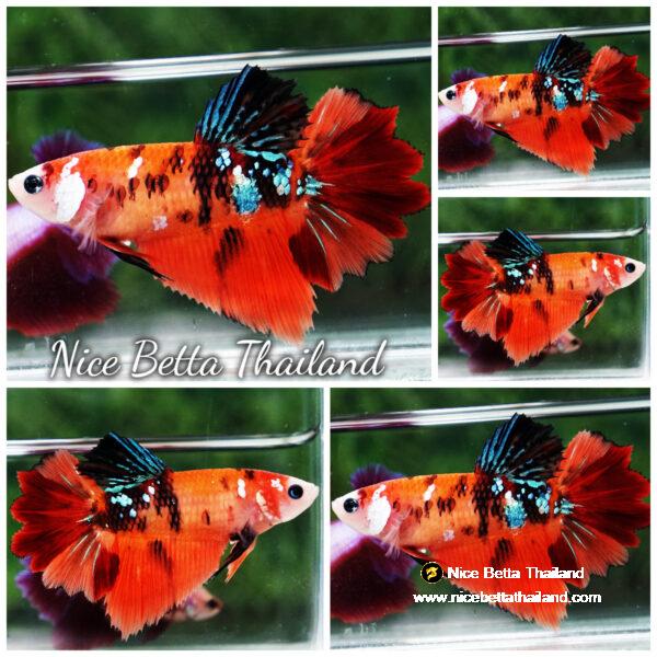 Betta fish Female HM Classic Nemo Feather tail