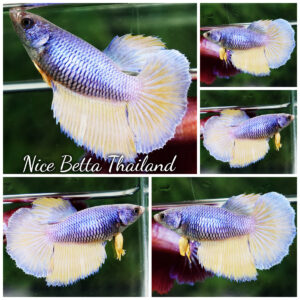 Betta fish Female HM Purple Mustard Gas