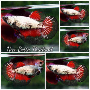 Betta fish Female HM Hell Copper Dragon Butterfly