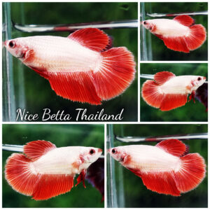 Betta fish Female HM Red Gold Dragon (Clean scales)