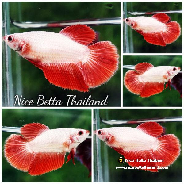 Betta fish Female HM Red Gold Dragon (Clean scales)