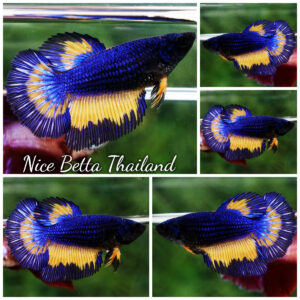Betta fish Female HM Blue Mustard Gas Butterfly