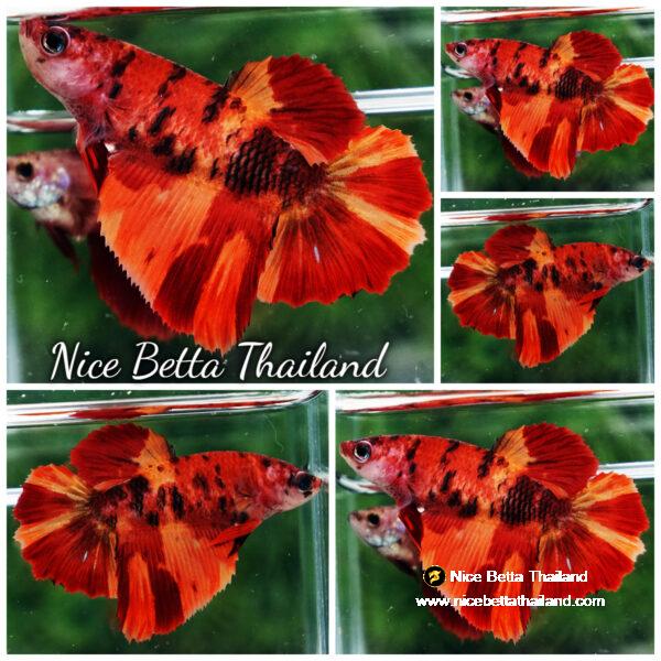 Betta fish Female HM Tiger on Fire