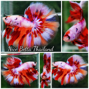 Betta fish OHM Magical Pink Candy Nemo Series