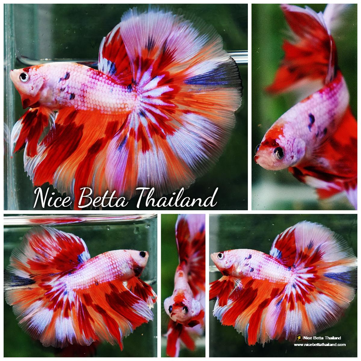 Betta fish OHM Magical Pink Candy Nemo Series