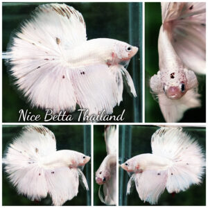 Betta fish HM White Dragon Platinum Copper Dot