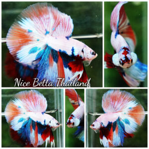 Betta fish HM Fancy Nemo Marble