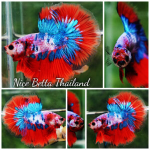 Betta fish OHM Magical Crimson Marble