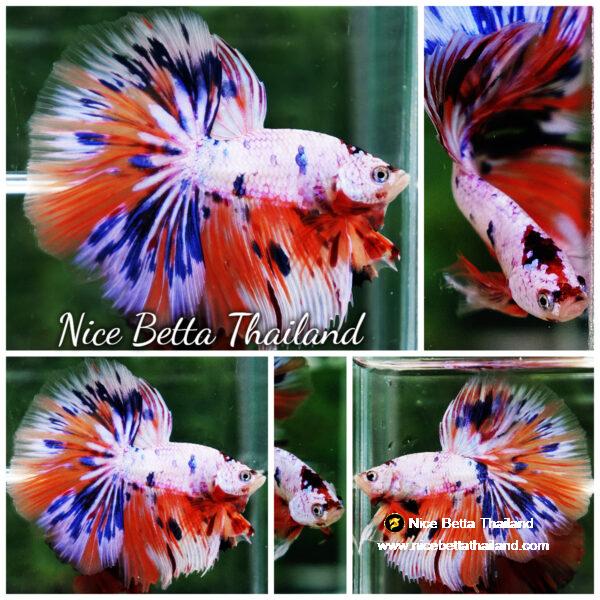 Betta fish HM Multicolor Ice Rain Sword