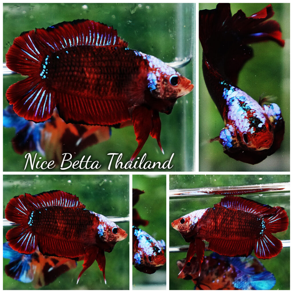 Betta Fish DTPK Helment Hell Boy Warrior Nicebettathailand betta-fish-dtpk-helment-hell-boy-warrior-nicebettathailand