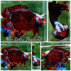 Betta fish DTPK Helment Hell Boy Warrior