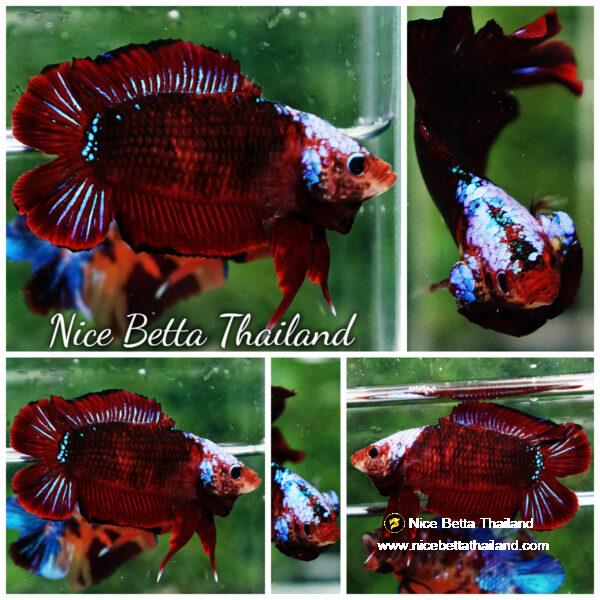 Betta fish DTPK Helment Hell Boy Warrior