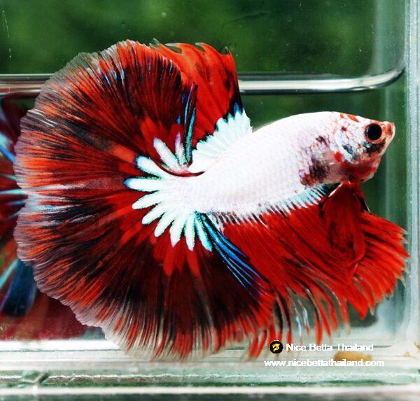 Betta fish OHM Snow Red Devil Star - Image 4