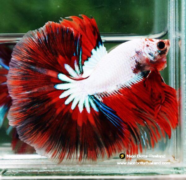 Betta fish OHM Snow Red Devil Star - Image 2