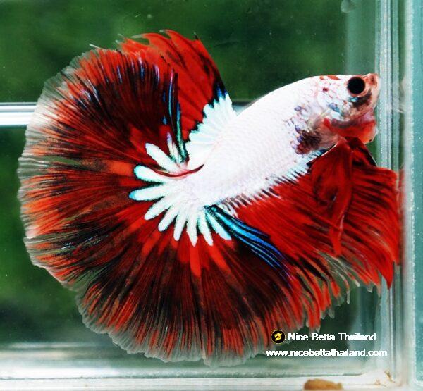 Betta fish OHM Snow Red Devil Star - Image 6