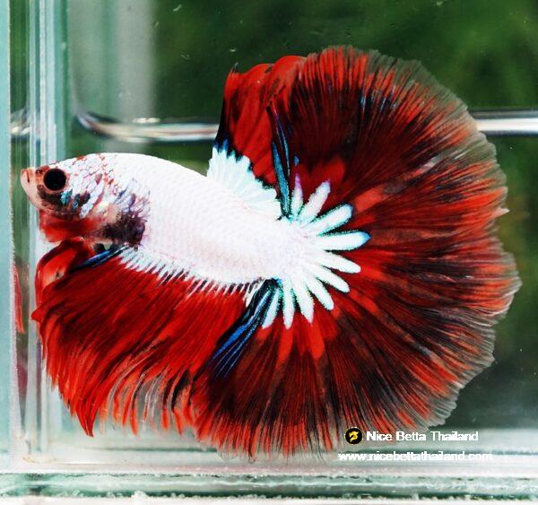 Betta fish OHM Snow Red Devil Star - Image 3
