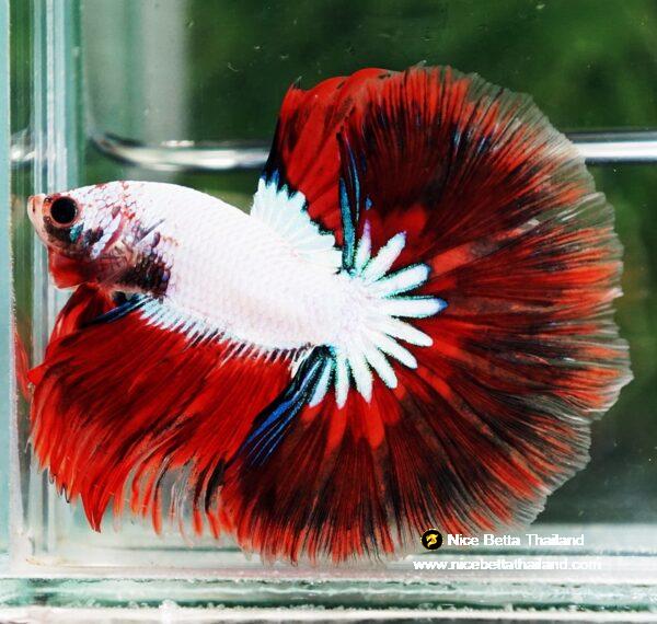 Betta fish OHM Snow Red Devil Star - Image 5