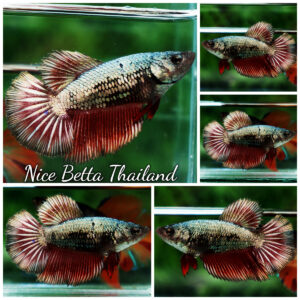 Betta fish Female HM Hell Copper Butterfly