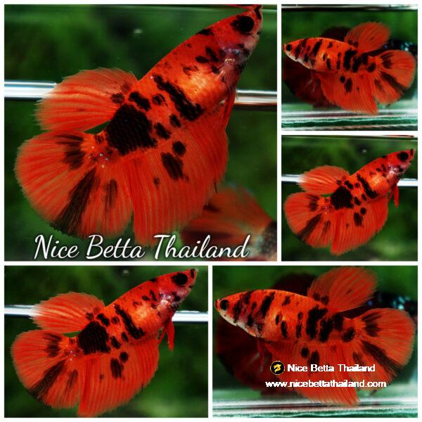 Betta fish Female HM Orange Tiger