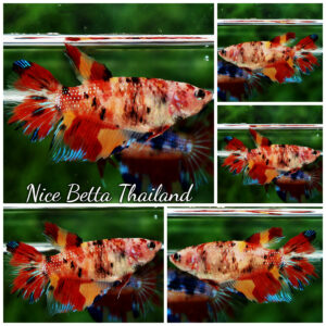 Betta fish Female HM Classic Candy