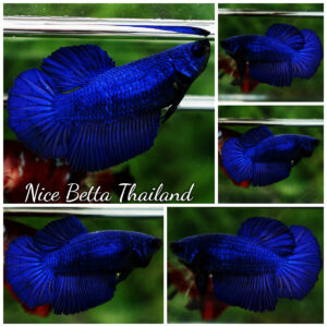 Betta fish Female HM Royal Blue