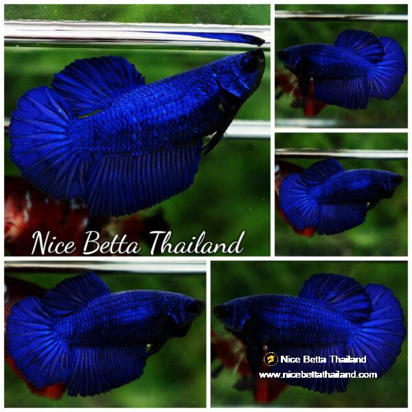 Betta fish Female HM Royal Blue