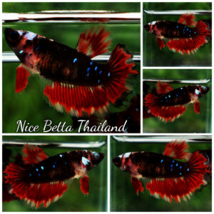 Betta fish Female HM Phoenix Warior Star