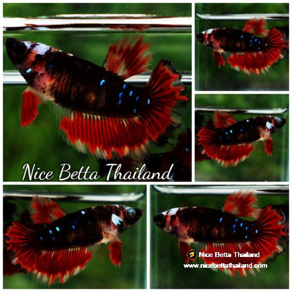 Betta fish Female HM Phoenix Warior Star