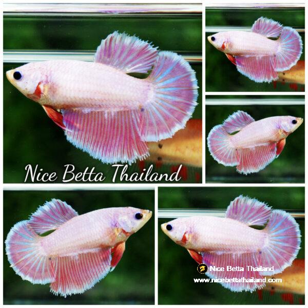 Betta fish Female HM Snow Pink Dragon