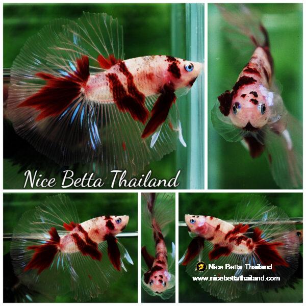 Betta fish HM Classic Red Koi