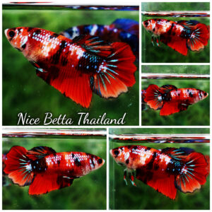 Betta fish Female HM Siam Candy Galaxy