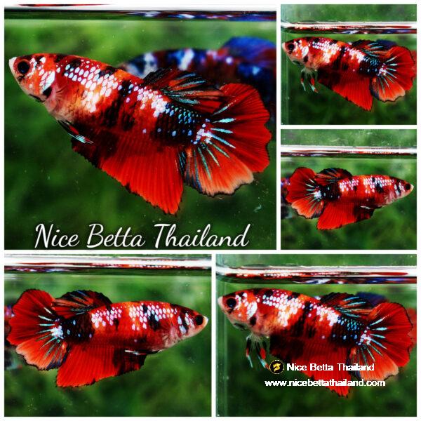 Betta fish Female HM Siam Candy Galaxy