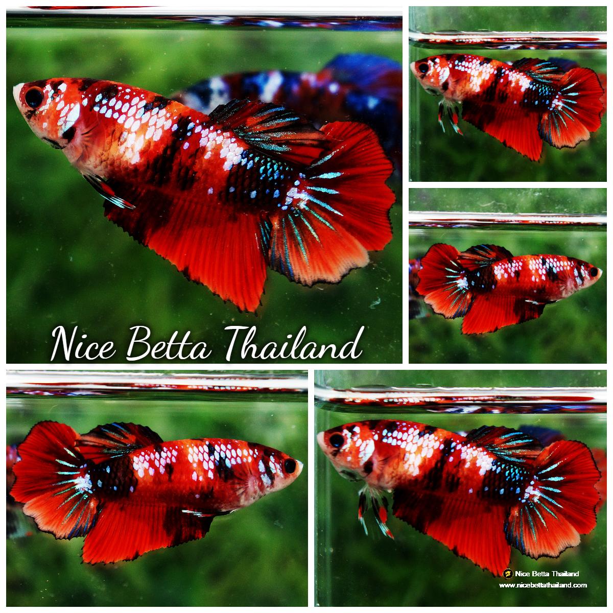Betta fish Female HM Siam Candy Galaxy