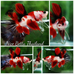 Betta fish HM Original Red Classic Koi