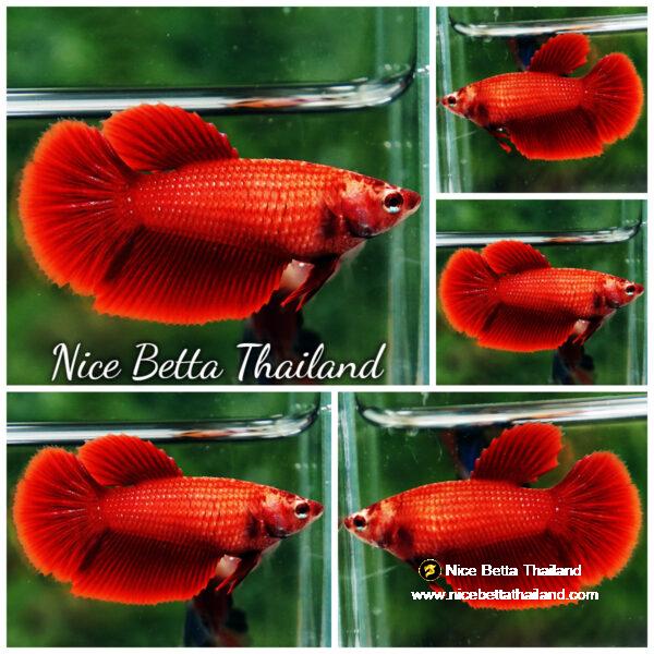 Betta fish Female HM Super Red