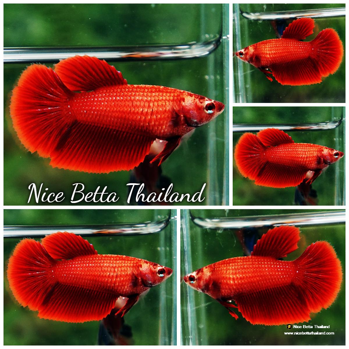 Betta fish Female HM Super Red