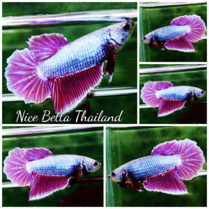 Betta fish Female Princes Royal Lavender