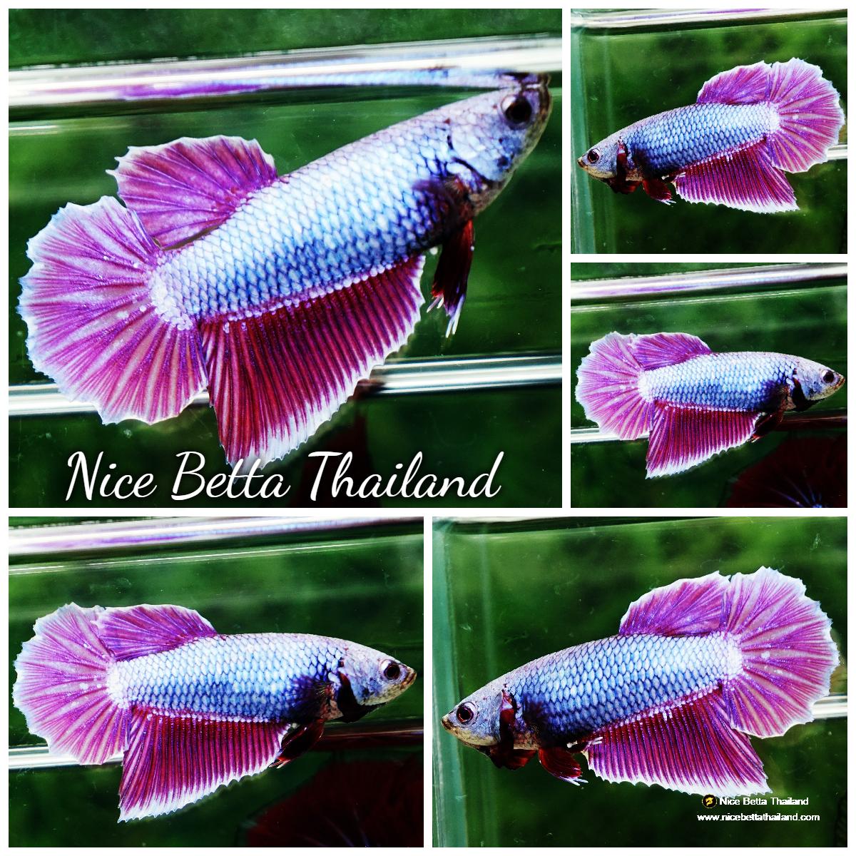 Betta fish Female Princes Royal Lavender