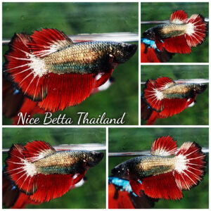 Betta fish Female HM Hell Copper Black Ring