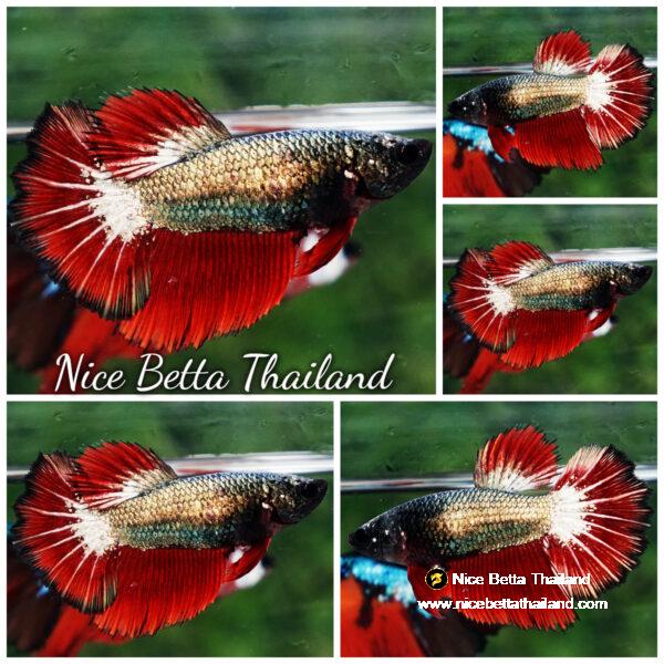Betta fish Female HM Hell Copper Black Ring