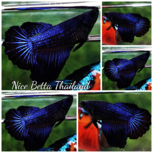 Betta fish Female HM Blue Black Peacock