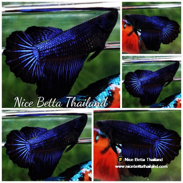 Betta fish Female HM Blue Black Peacock