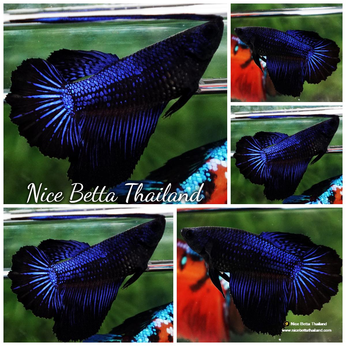 Betta fish Female HM Blue Black Peacock - nicebettathailand.com